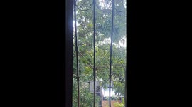 Feeding toucans with bananas in San Salvador