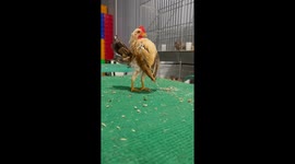 Farmer amused by one his chickens striking a pose like a bodybuilder