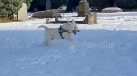 A very happy Labrador dog running around in the fresh snow in Mid Wales.