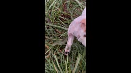 Exclusive-  Dog peeing out leg? Two million TikTok viewers can’t handle it