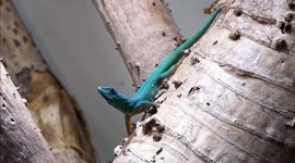 Switzerland: Rare Blue Tree Monitor Highlights Zurich Zoo’s Conservation Efforts