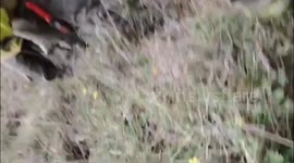 Ecuador: Porcupine Rescued with Burned, Numbed Paws from Llaviuco Wildfire