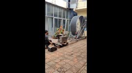 Dog runs on huge wheel to power corn grinder