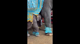 World's first elephant twins wedding takes place in Thailand
