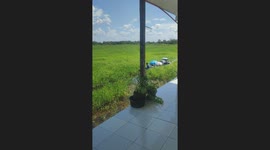 School boat cruises through rice field to take pupils home