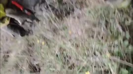 Injured porcupine rescued from wildfire in Ecuador