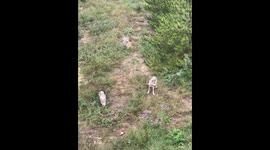 Skilled hunter attracts wild wolves by mimicking their sound