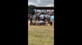 Playful elephant pranks his friends by pretending to faint