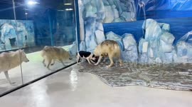 Unique family: Cloned arctic wolf and beagle surrogate share affectionate moments