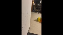 Chinese cat caught off guard after thinking no one was home