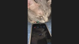 Exclusive: Heartbroken Cat Cries When She Hears Her Owner's Voice on FaceTime