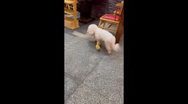Dog Gets a Duck Companion