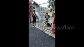 Playful Alaskan Malamute Rescued After Getting Stuck in Gate Bars