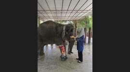 Elephant with an injured leg receives some TLC
