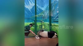 Zookeeper tenderly moves sleeping baby panda away from mother