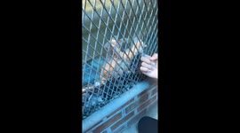 Kitten trapped between mesh net and fence rescued by office workers