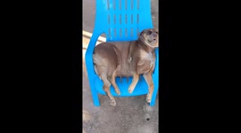 Chubby pet dog has deep afternoon sleep in blue chair