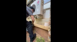 Teacher helps stray mother dog and puppies relocate to safer shed