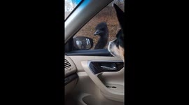 Dog and ostrich face-off in Bridgeport, West Virginia