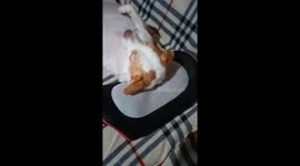 Dog takes human massage in Yecla, Murcia, Spain