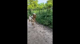 Goat scares girls in Marcovia, Honduras