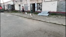 Goat rams woman from behind in Heilongjiang, China