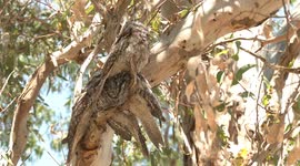 A stack of immature Tawny Frogmouths – the one on the bottom doesn’t look pleased.