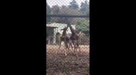 Giraffes whack each other using their long necks for power