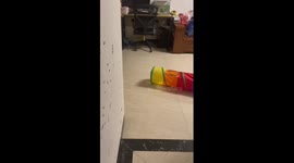 Pet cat caught off guard after thinking no one was home
