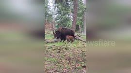 Baby bison stays close to its mother at park in Washington