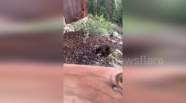 Three orphaned bears released back into wild in Colorado