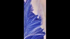 Unique purple tidal