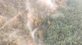 Picturesque forest in China's Chongqing