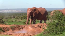 Elephants love having their daily mud bath immensely - It not only protects them from the sun (32 c) but the parasites that are attracted to them - here we have a family herd bonding in one of the smaller dams in the park that have filled up during the re