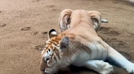 Tiger with a seriously cute face becomes a hit at Thai zoo