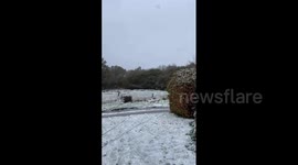 UK: Heavy Snowfall Causes Disruptions Across Devon 2