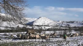A flock of Sheep tuck in to breakfast at their feeder on a cold and wintery morning after recent snowfall covered the fields