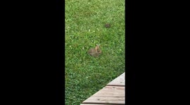 A Bunny in the Backyard in Poughkeepsie, New York in a Quiet Suburban Neighborhood