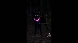 Exclusive- Neon spooky pup goes viral with 4 million TikTok views