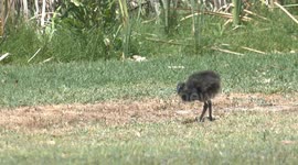 Gangly grazing Swamphen chick reminds me of a Velociraptor and its other dinosaur ancestors.