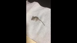 Child dresses as jaguar while caring for mouse in Brazil