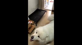 Dog catches food thrown by owner in Guangxi, China