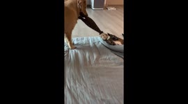 Cat and dog fight for toy in South Korea