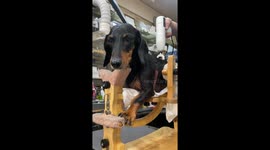 Dog receives back massage after acupuncture treatment in Paju-si, South Korea