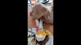 Cat named Chica tries to steal breakfast in La Pitahaya, Mexico
