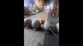 Dog hesitates before jumping over road barriers in Shanghai