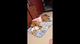 Dog kicks sleeping puppy in Jiangsu, China
