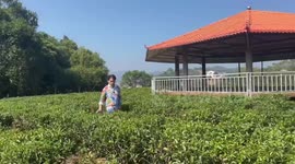Liubao tea: from ancient tea-boat waterway to booming modern trade