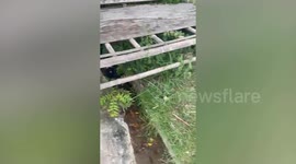 Lost puppy crawling along dirty drain rescued