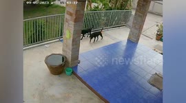 Stray dogs play together in neighbour's water tub